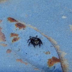 Euophrys herbigrada