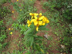 Electranthera mutica