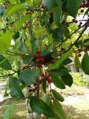 Ilex × attenuata