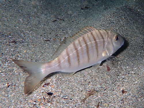 Striped Seabream