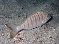 Striped Seabream photo 5