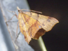 Rhinodia rostraria