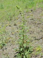 Phacelia heterophylla