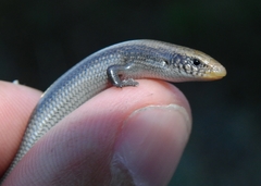 Chalcides bedriagai