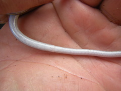 Aprasia striolata