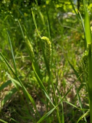 Phleum phleoides