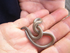 Aprasia striolata