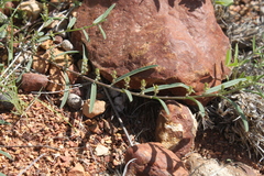 Indigofera linifolia