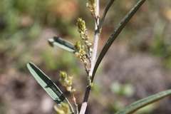 Indigofera linifolia