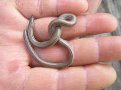 Aprasia striolata