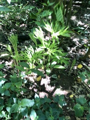 Amorphophallus hirtus