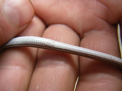 Aprasia striolata