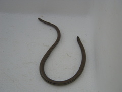 Aprasia striolata