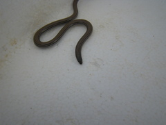 Aprasia striolata