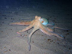 Octopus