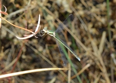 Lestes virens virens