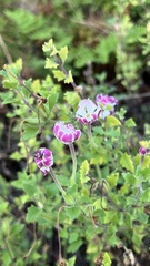 Zaluzianskya katharinae