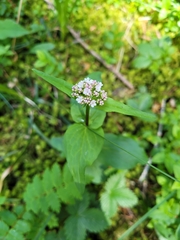 Valeriana montana