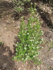 Spyridium spathulatum