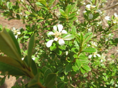 Spyridium spathulatum