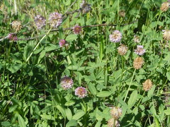 Trifolium beckwithii