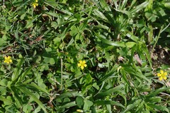 Dactyloctenium australe