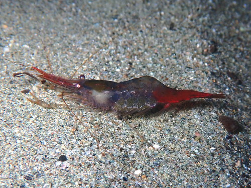 Representative image of Palaemon xiphias