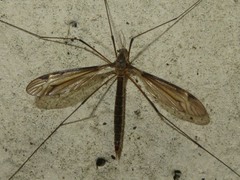 Tipula marginella