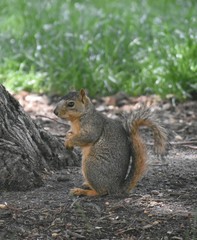 Sciurus niger