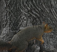 Sciurus niger