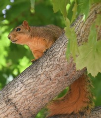 Sciurus niger