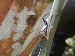 Notobitus