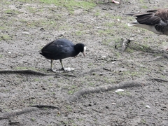 Fulica atra