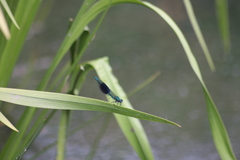 Calopteryx splendens
