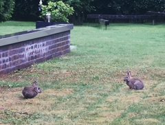 Oryctolagus cuniculus