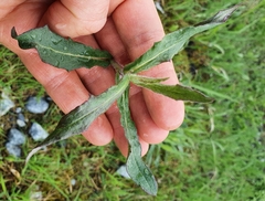 Tracheophyta