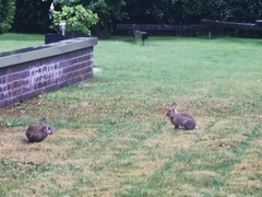 Oryctolagus cuniculus