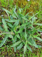 Tracheophyta