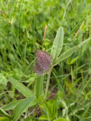 Trifolium alpestre