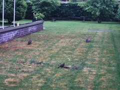 Oryctolagus cuniculus