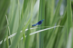 Calopteryx splendens