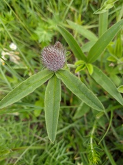 Trifolium alpestre