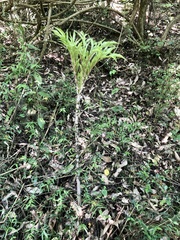 Amorphophallus hirtus