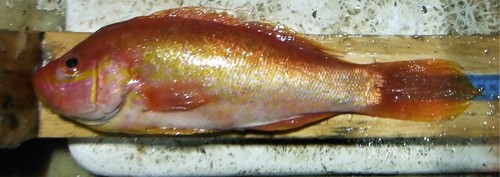 Damsel bass (Hemanthias signifer) — Serranidae — 4