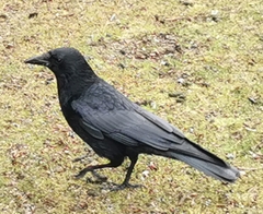 Corvus corone