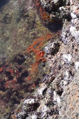 Hymeniacidon perlevis