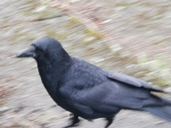 Corvus corone