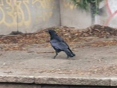 Corvus corone