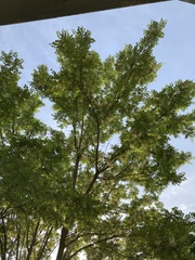 Robinia pseudoacacia