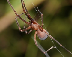 Progradungula otwayensis